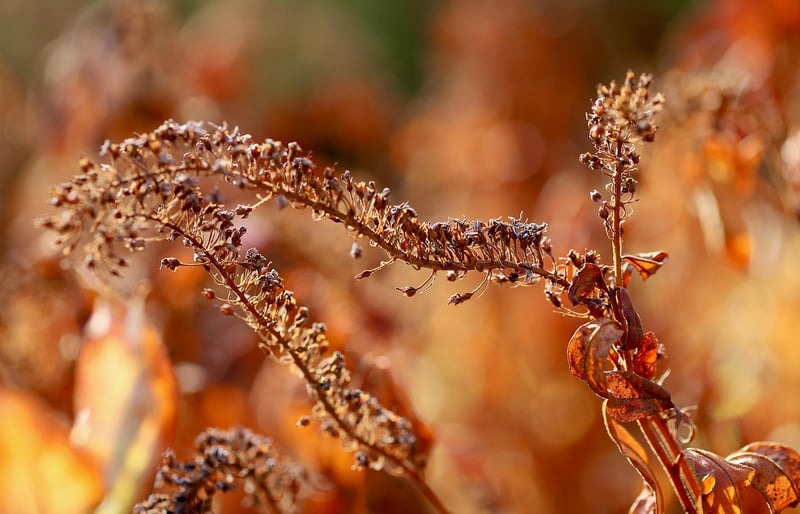 Autumn Colors