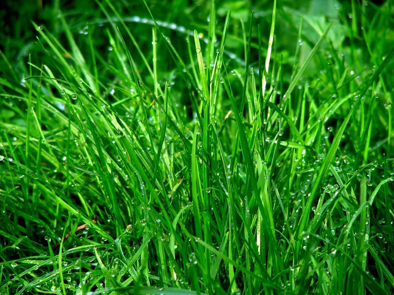 Exotic Greenery