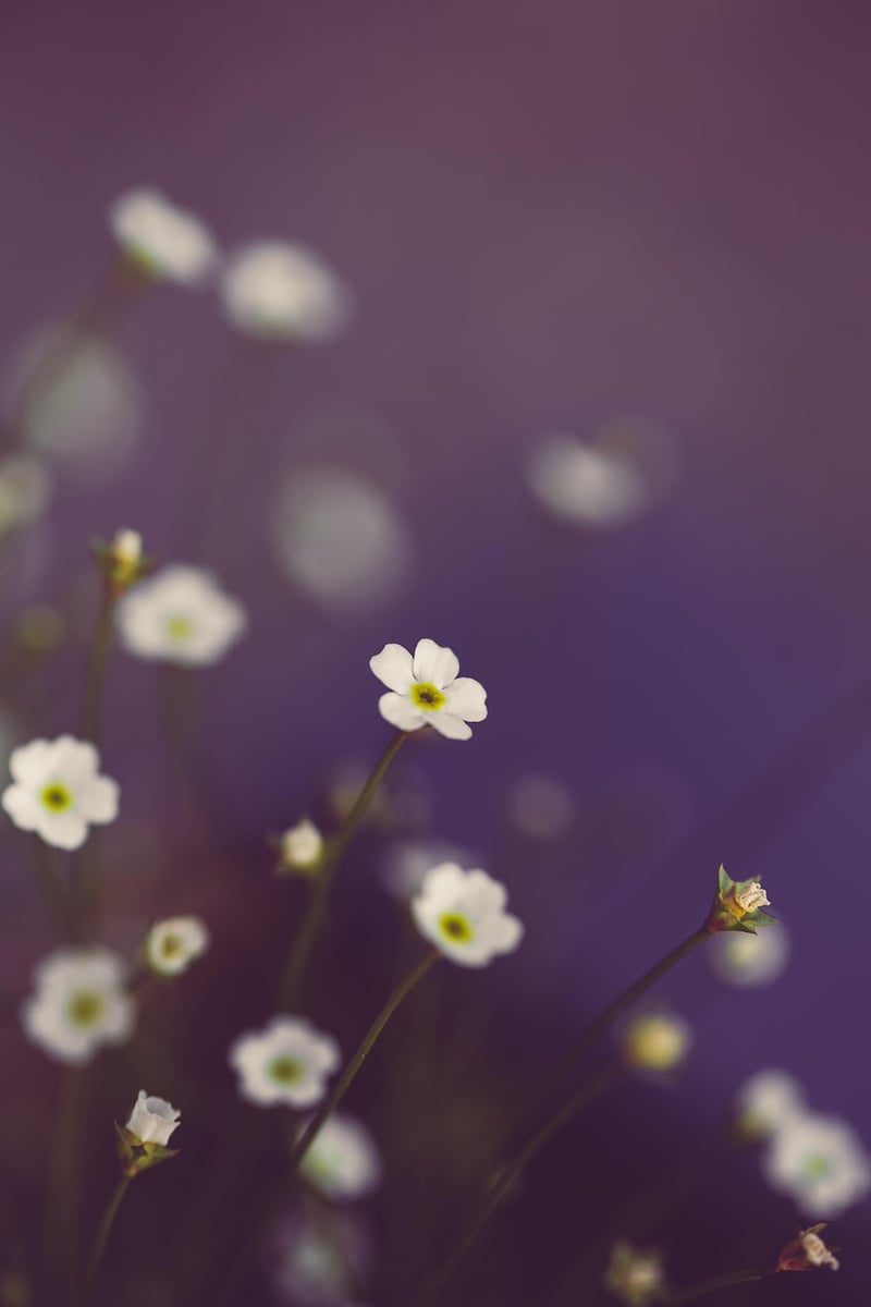 Mystical Florals