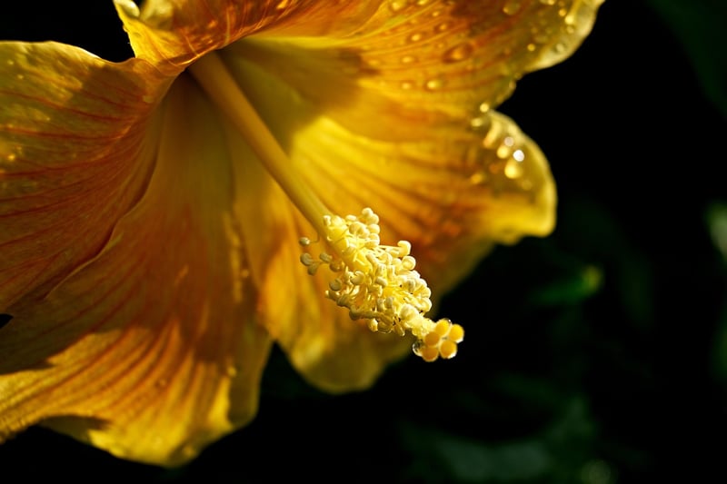 Summer Delights