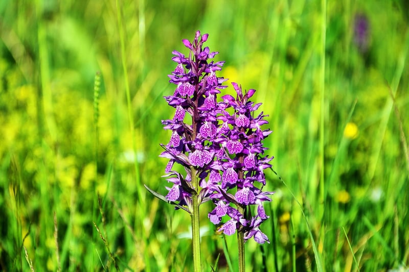 Exotic Orchids