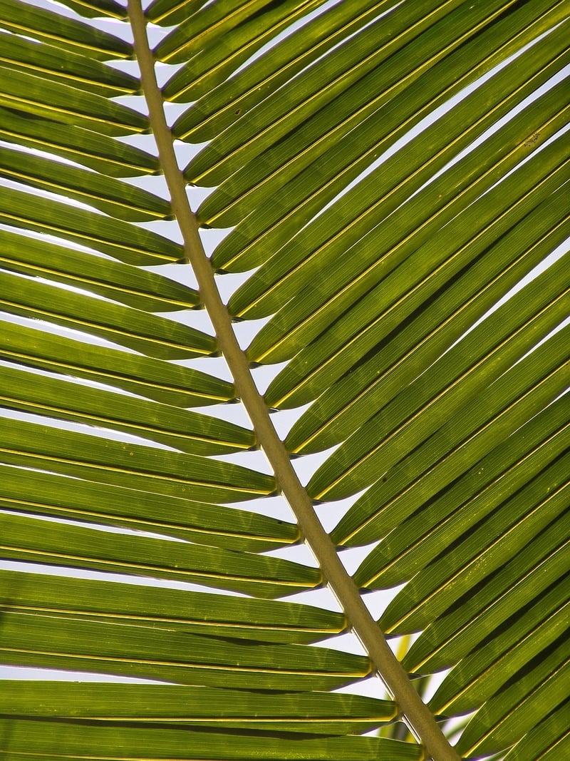 Tropical Marvels