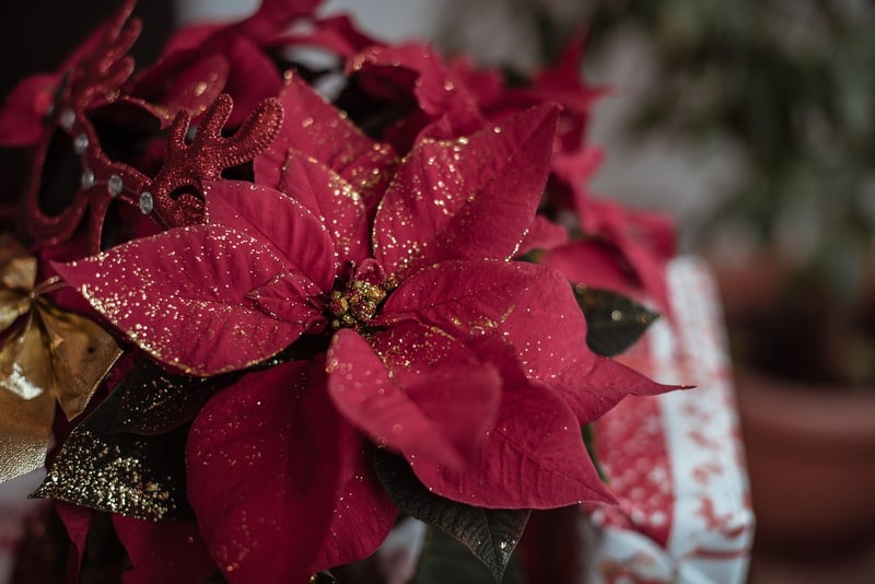 Winter Flowers