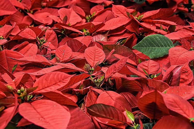 Poinsettias in Winter