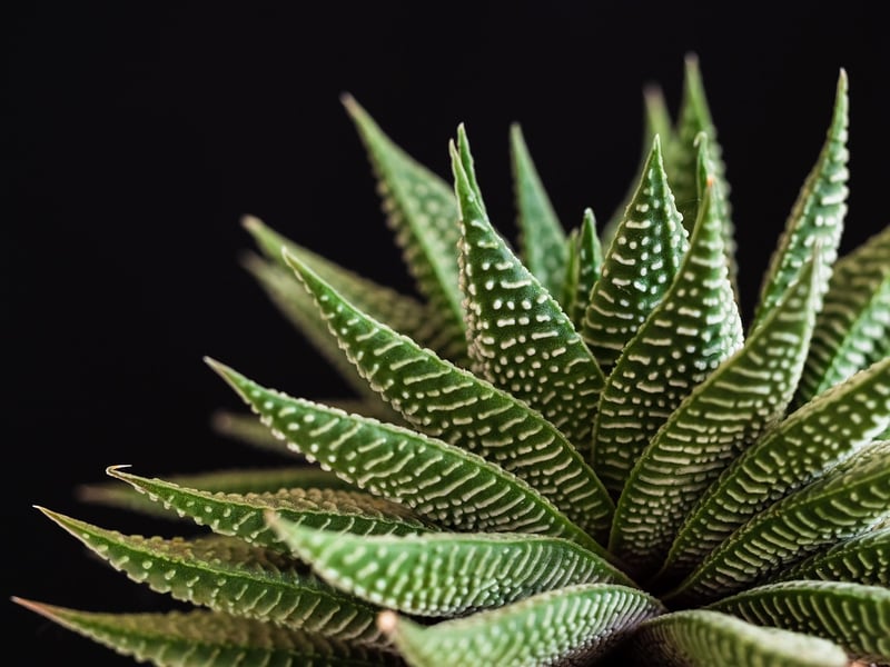 Succulent Sensations