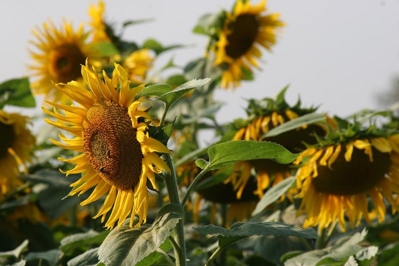 Summer Blooms