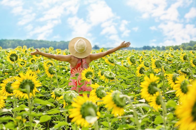 Sunflowers in Summer