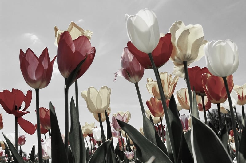 Tulips in Spring